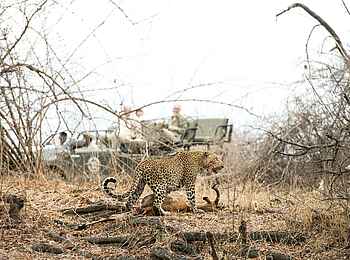 Mwamba Bush Camp: Leoparden Sichtung bei einer Pirschfahrt Mwamba Bush Camp: Leoparden Sichtung bei einer Pirschfahrt