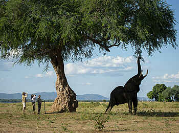 Nyamatusi Mahogany: nahe dran