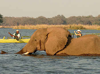 Old Mondoro Camp: Elefant überquert den Sambesi