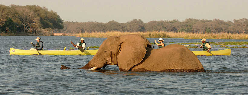 Old Mondoro Camp: Elefant überquert den Sambesi Old Mondoro Camp: Elefant überquert den Sambesi
