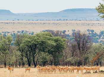 Ole Serai Luxury Camp - Kogatende: Impala Herde Ole Serai Luxury Camp - Kogatende: Impala Herde