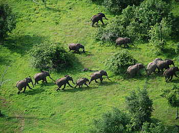 Robin Pope River Journeys: Elefanten aus der Luft