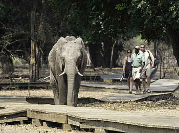 Ruckomechi Camp: Elefant und Gäste Ruckomechi Camp: Elefant und Gäste