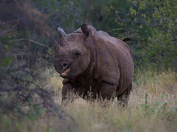 Saruni Rhino: Nashorn Saruni Rhino: Nashorn