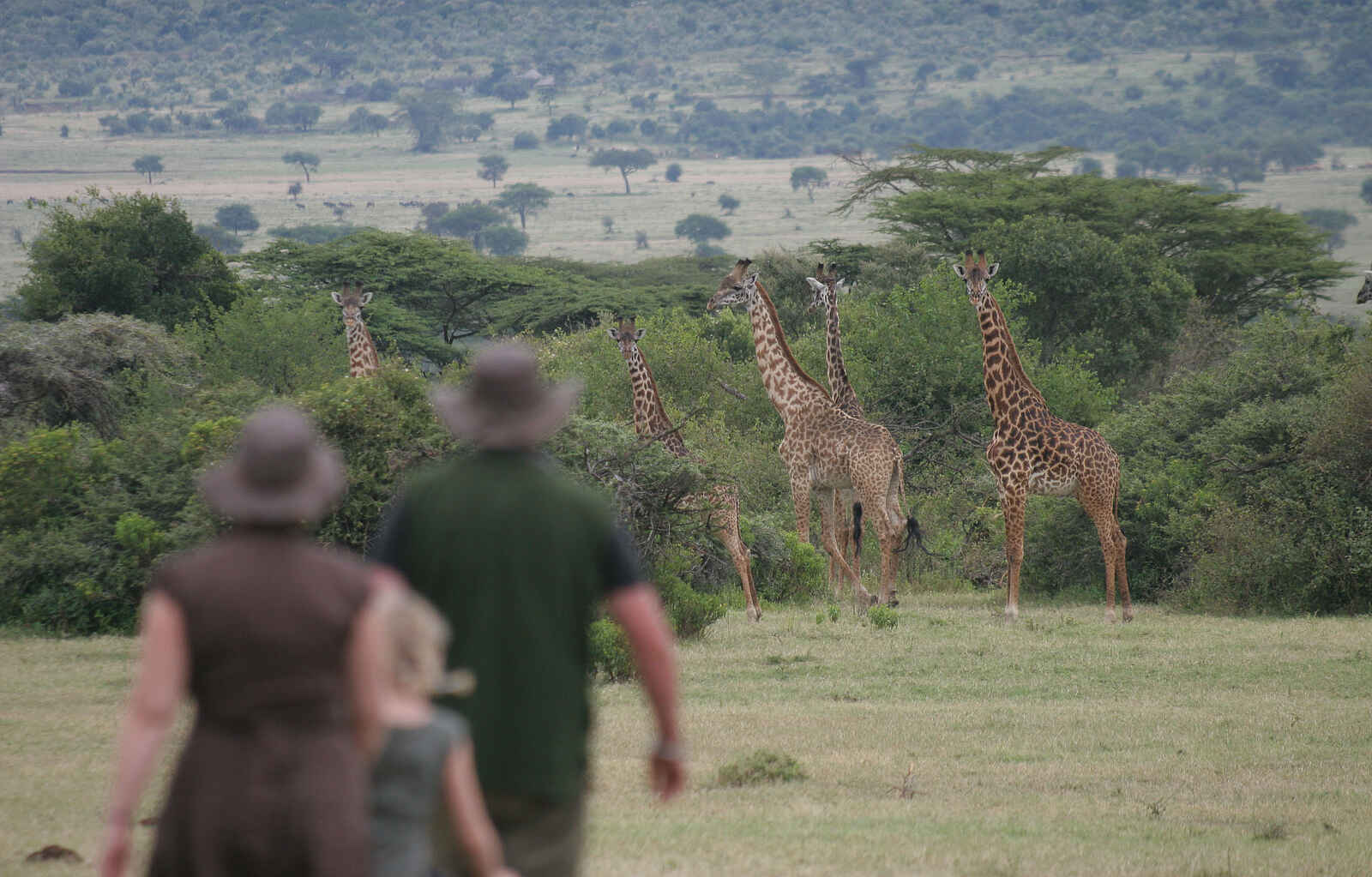 Saruni Wild: Giraffen satt Saruni Wild: Giraffen satt