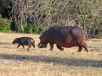 Selous Impala Camp: Nilpferd