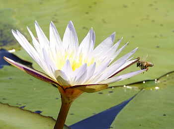 Setari Camp: Wasserlilie