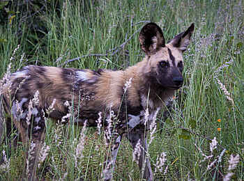 Simbavati Waterside Lodge: Wildhund