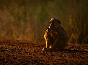 Ulusaba Rock Lodge: Pavian