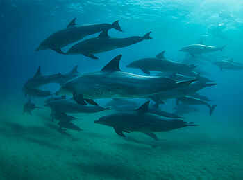 White Pearl Resorts: Delfine hautnah