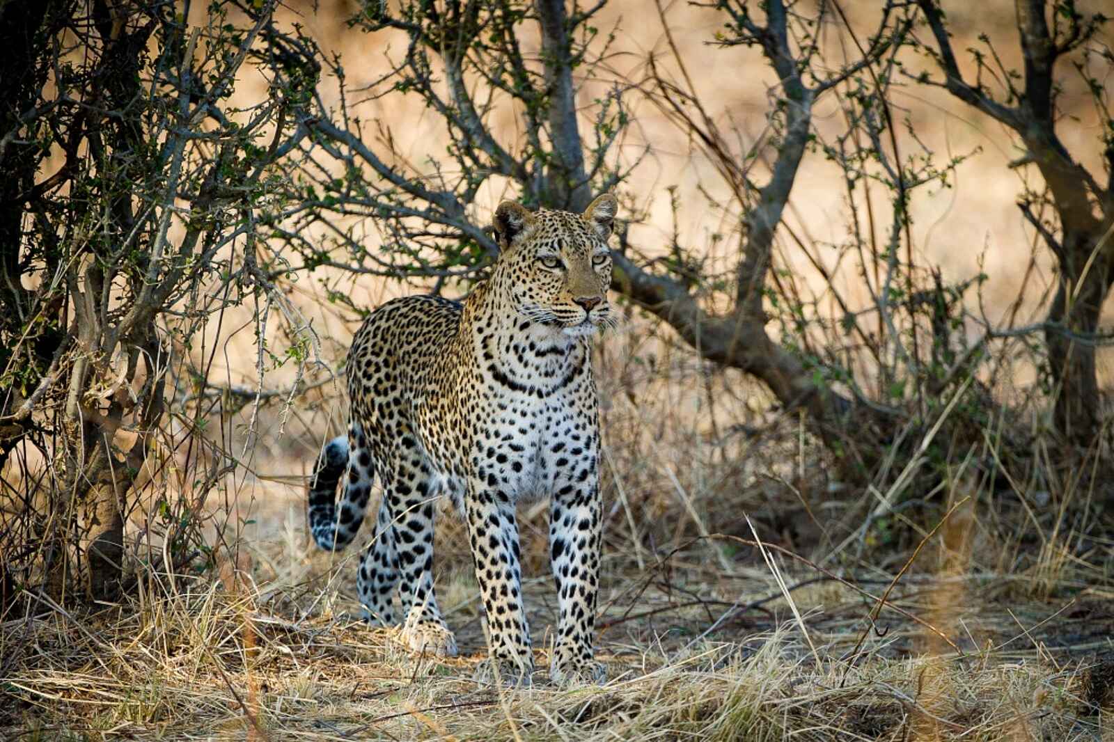 Lion Camp: Leopard Lion Camp: Leopard