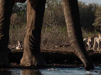 Mashatu Game Reserve: Geparden am Wasserloch