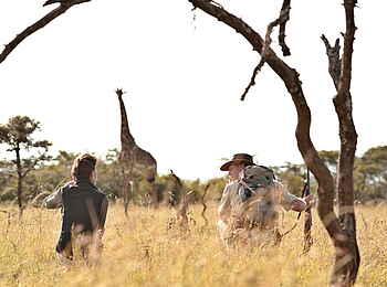 Naboisho Camp: Giraffe im Visier