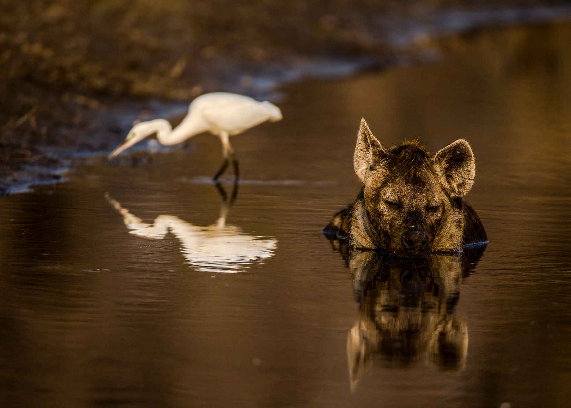 Afrikarma, Afrikarma Safaris, Afrikarma Safaris. Wildnis. Hautnah., Afrikarma.de, Fluss, Hyaenidae, Hyäne, Hyena, Selinda