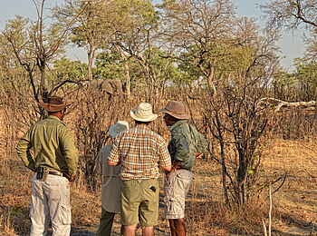 Somalisa Camp: Gruppe beobachtet Elefanten Somalisa Camp: Gruppe beobachtet Elefanten