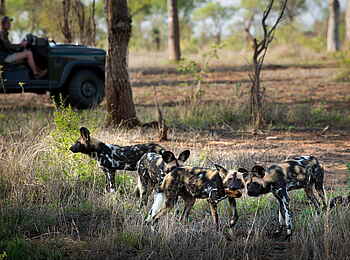 Tengile River Lodge: Wildhunde