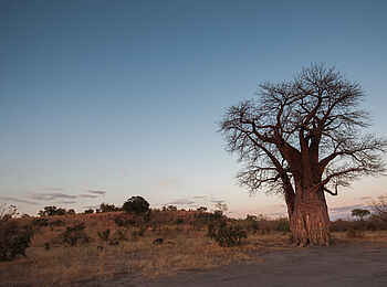 Belmond Savute Elephant Lodge: Landschaftsbild