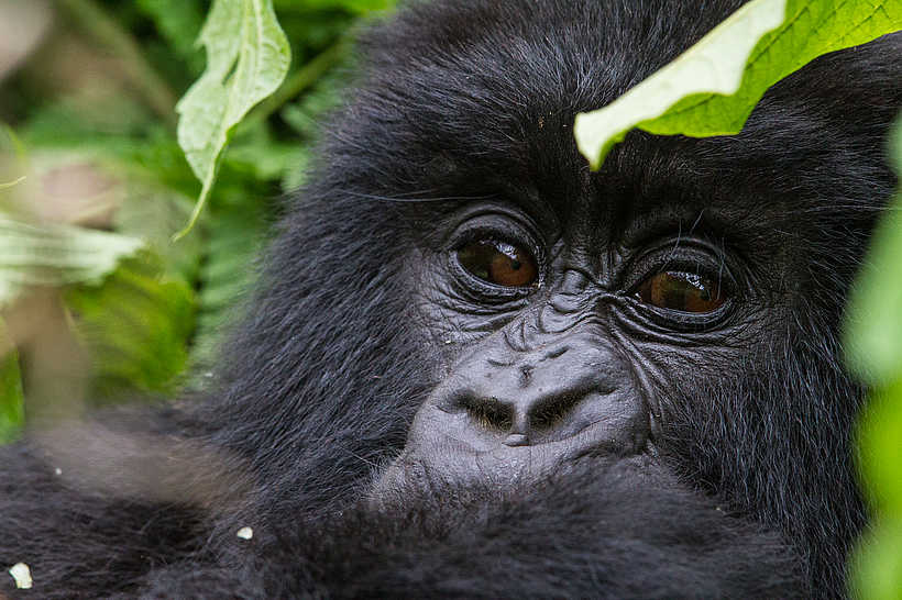 Bisate Lodge: Gorilla-Gesicht