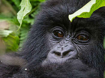 Bisate Lodge: Gorilla-Gesicht Bisate Lodge: Gorilla-Gesicht