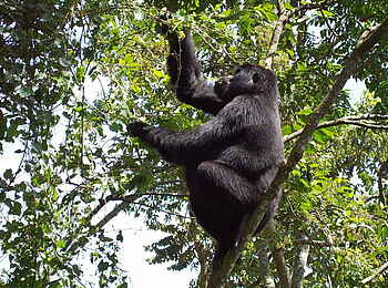 Clouds Mountain Gorilla Lodge: Futtersuche