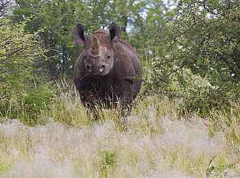 Etosha: Nashorn im Busch