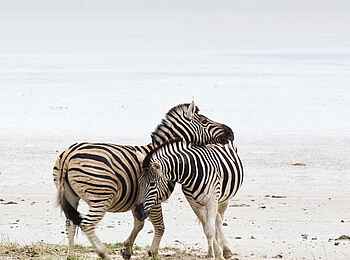 Etosha: Zebrapaar