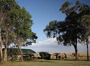 Governors' Camp: Elefanten vor dem Camp Governors' Camp: Elefanten vor dem Camp