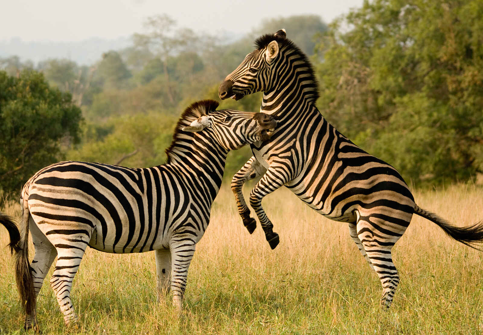 Leopard Lodge: Zebras Leopard Lodge: Zebras