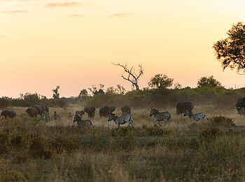 Little Mombo Camp: Zebras und Elefanten