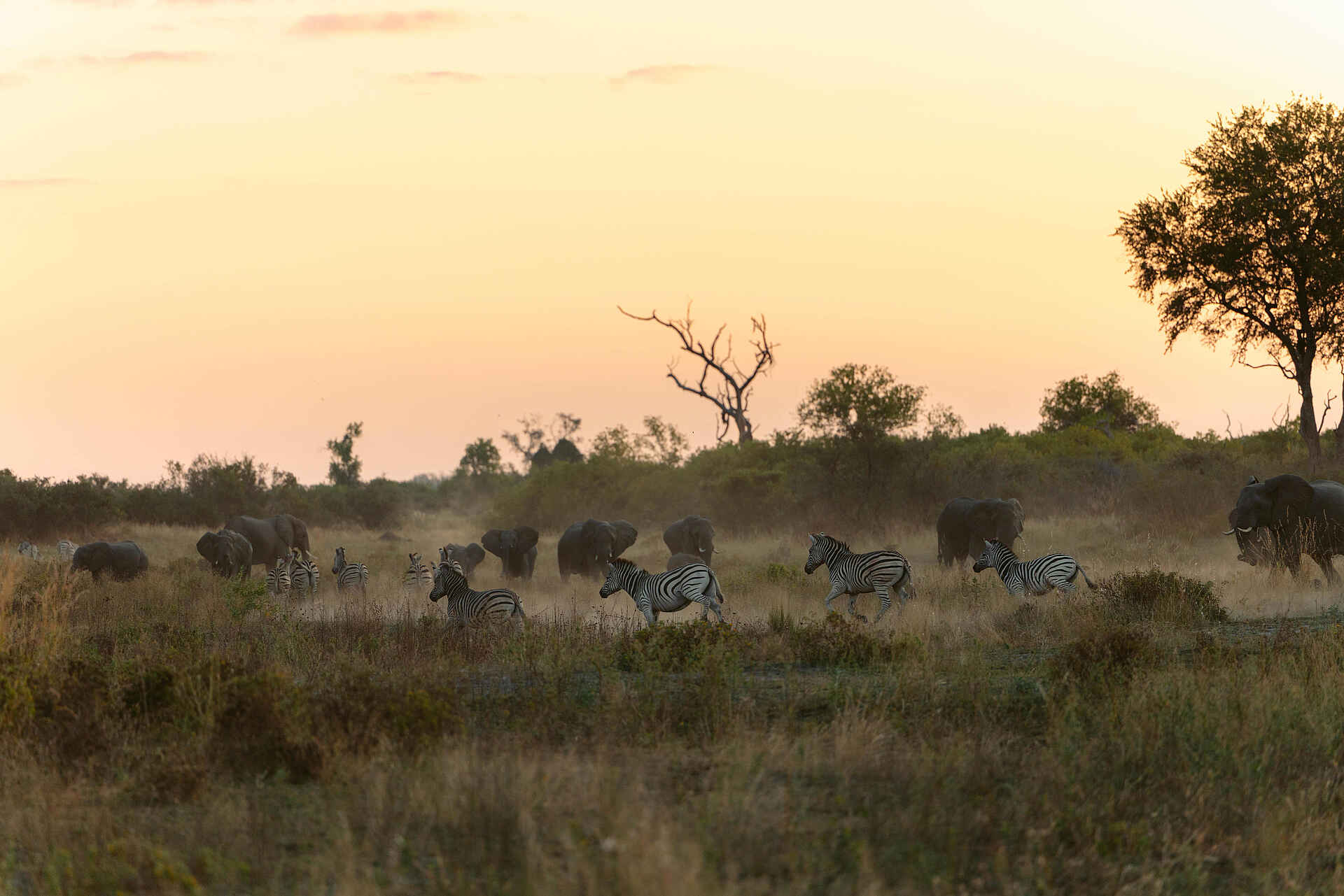 Little Mombo Camp: Zebras und Elefanten Little Mombo Camp: Zebras und Elefanten