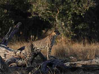 MmaTsebe Tented Camp: Gepard