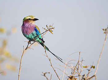 Robin Pope Safaris: Gabelracke