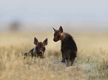 San Camp: Schabrackenhyänenwelpen