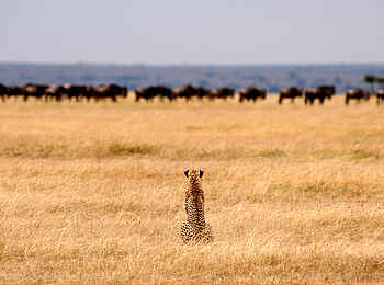 Serengeti Safari Camp: Geparden-TV