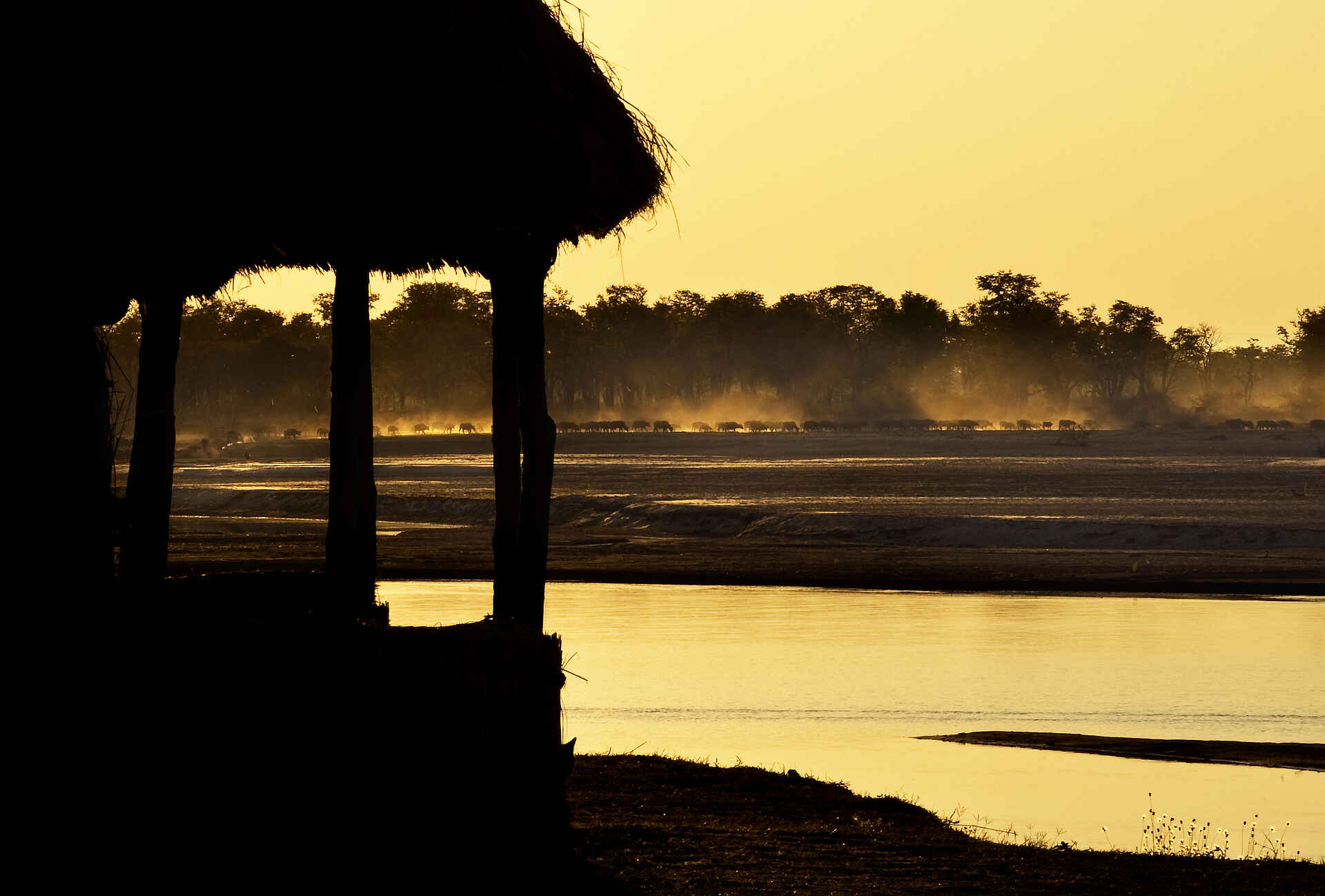 Carol Coppinger, Chikoko Tree Camp, Crocodile River Camp, John Coppinger, Luangwa River, Microlight-Flüge, South Luangwa National Park, Tafika Camp, Büffelherde, Walking Safari Camp