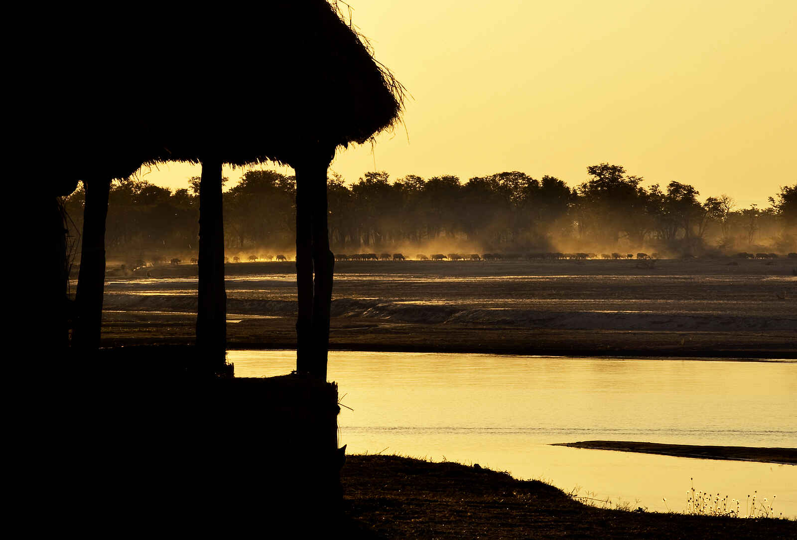 Tafika Camp: Büffelherde am Nordufer Tafika Camp: Büffelherde am Nordufer