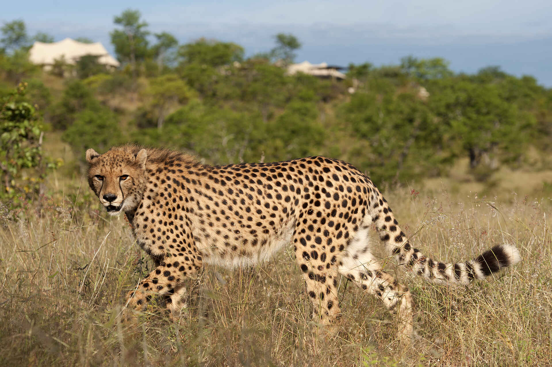 The Elephant Camp: Sylvester, der Gepard