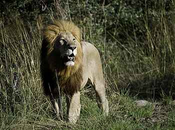 Tubu Tree: Männlicher Löwe Tubu Tree: Männlicher Löwe