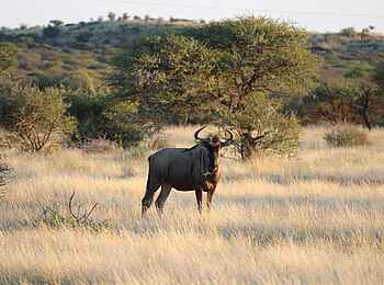 Zambezi Sands Luxury Tented Camp: Gnu