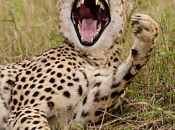 Entim Masai Mara: Gähnender Gepard