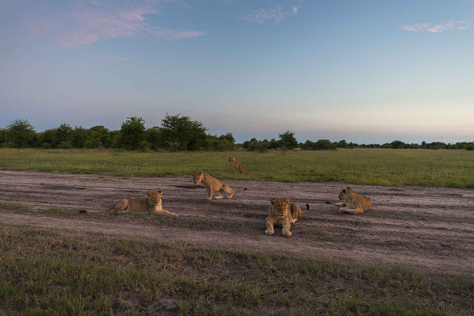Leopard Plains: Löwen in den Nxai Pans Leopard Plains: Löwen in den Nxai Pans