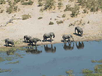 Linyanti Ebony: Elefanten aus der Luft Linyanti Ebony: Elefanten aus der Luft