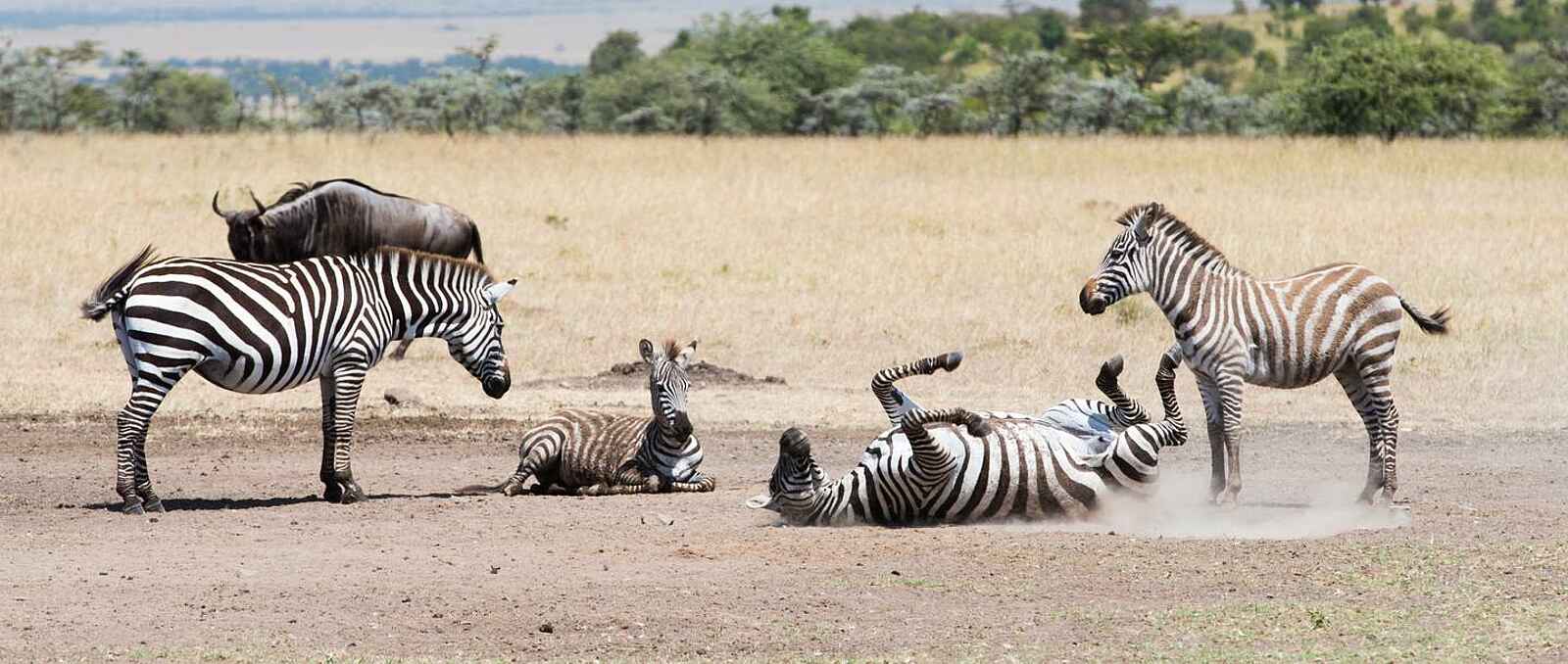 Mahali Mzuri: Spielende Zebras Mahali Mzuri: Spielende Zebras