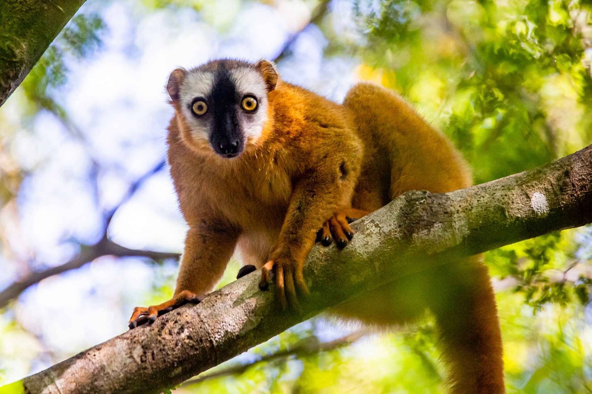 Namoroka Tsingy Camp: Lemur