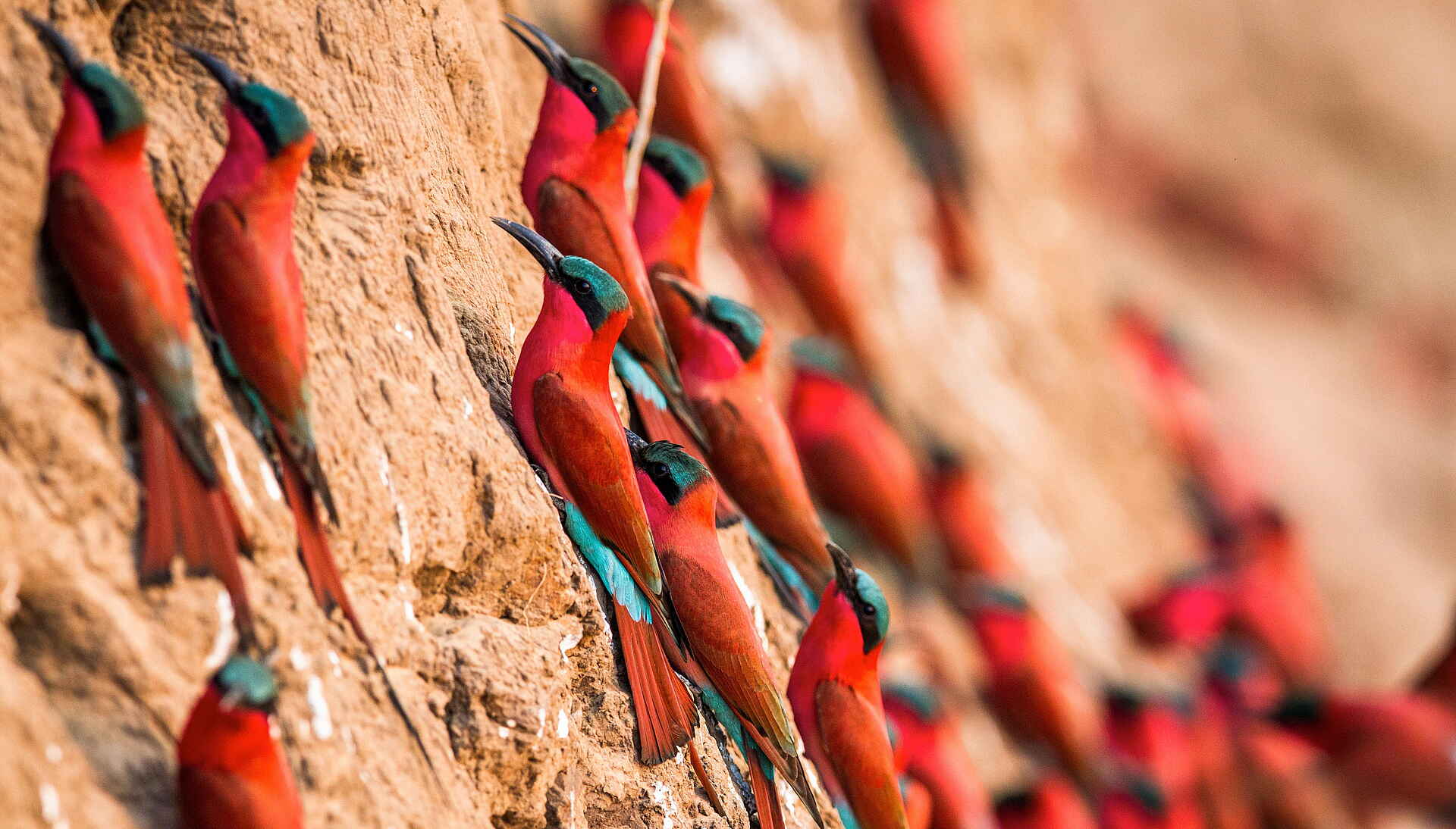 Time + Tide Nsolo: Bienenfresser am sandigen Ufer
