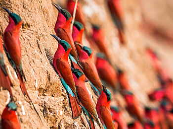 Time + Tide Nsolo: Bienenfresser am sandigen Ufer