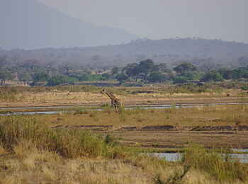 Ubuyu Lodge: Giraffe