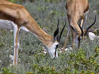 Etosha: Antilopen beim Fressen