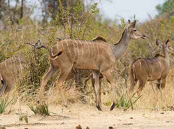 Jabali Ridge Camp: Wen wittert das Kudu? Jabali Ridge Camp: Wen wittert das Kudu?