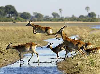 Jacana Camp: Rote Moorantilopen Jacana Camp: Rote Moorantilopen